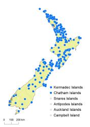 Pyrrosia eleagnifolia distribution map based on databased records at AK, CHR and WELT.
 Image: K. Boardman © Landcare Research 2014 